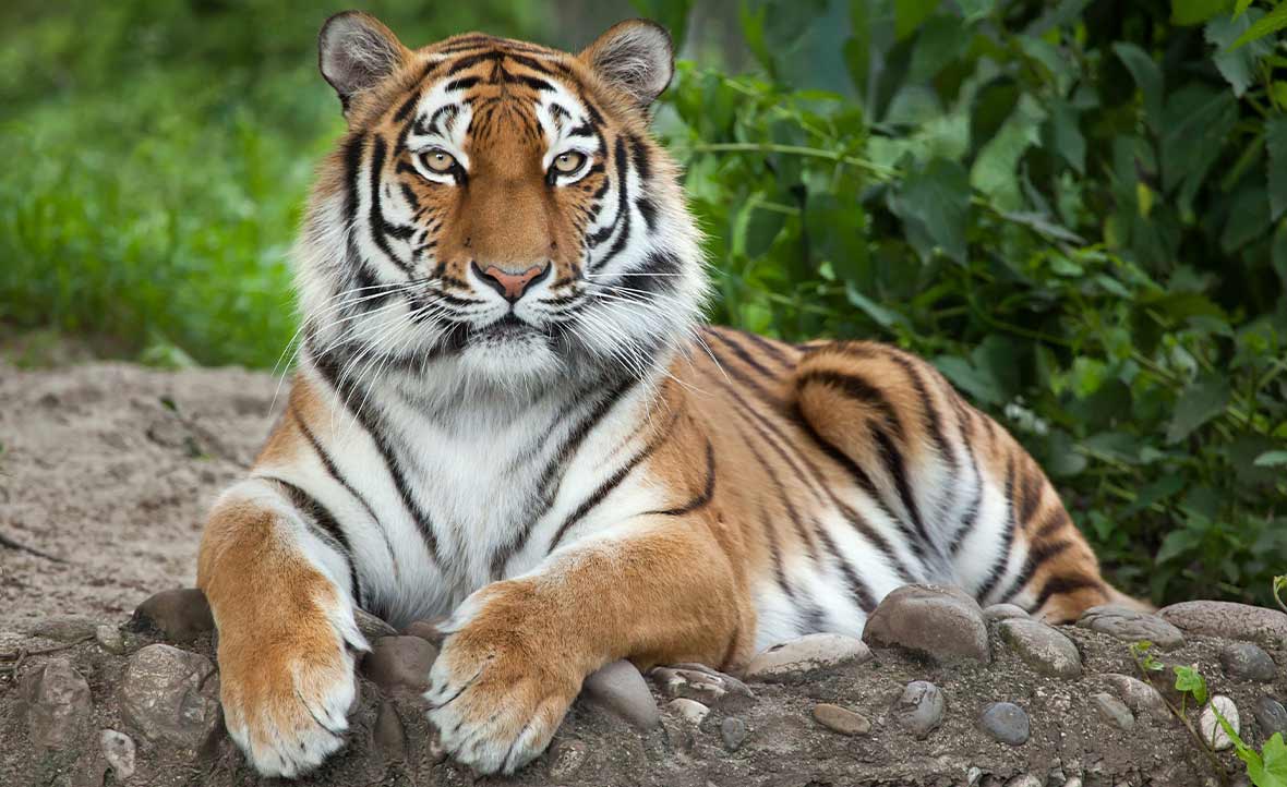 Beautiful striped tiger lying on a rock with green foliage behind